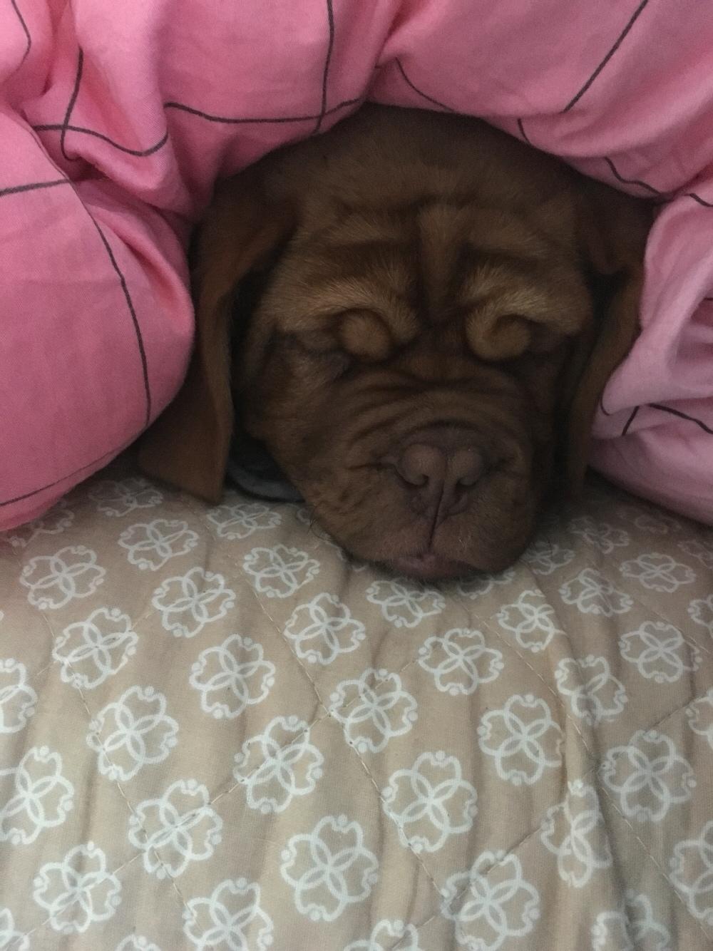 Dogue de bordeaux Cleo billede 7