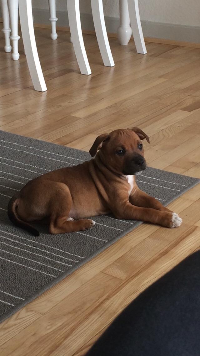 Staffordshire bull terrier Joddricks Devils Dream - Argo billede 6