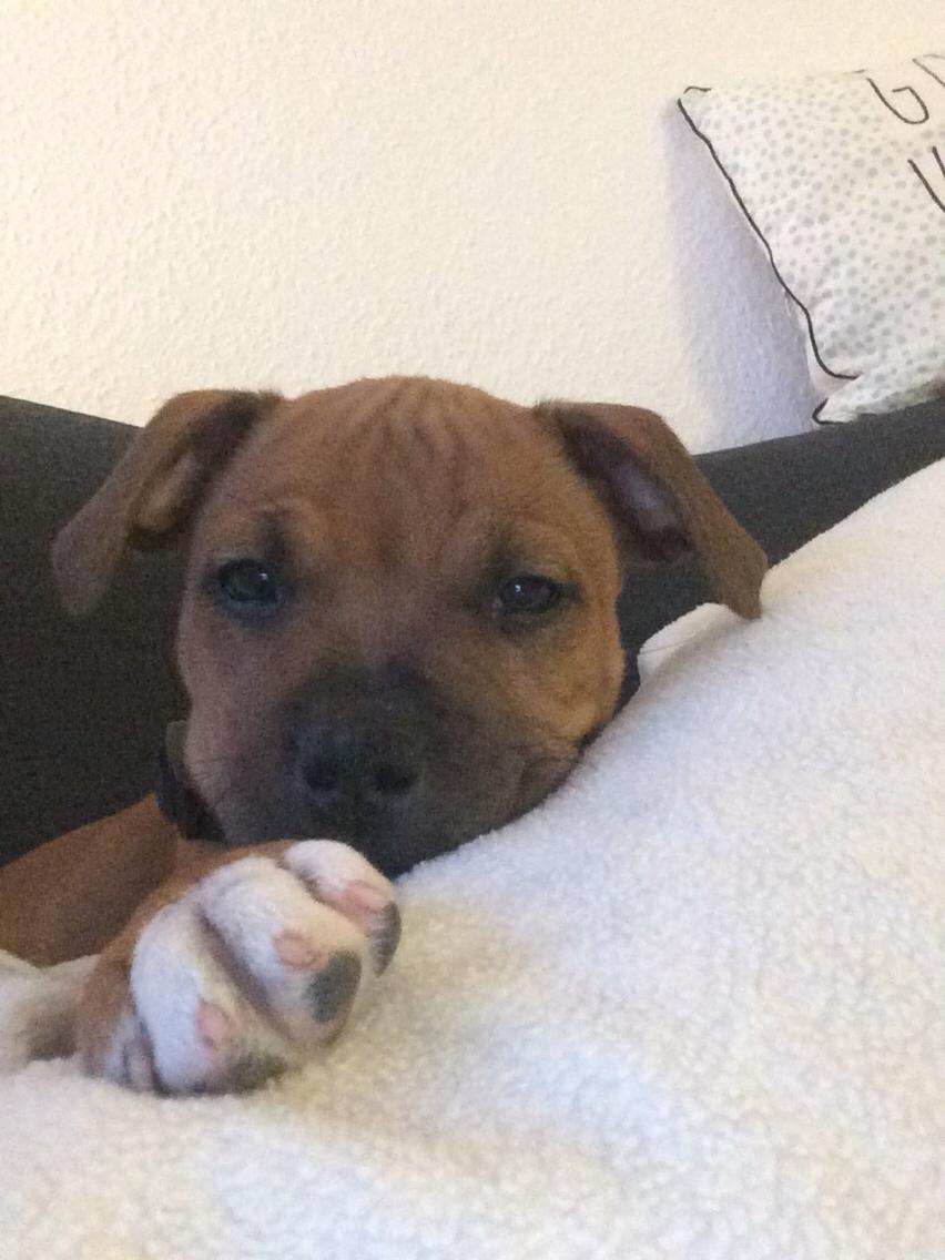 Staffordshire bull terrier Joddricks Devils Dream - Argo billede 9