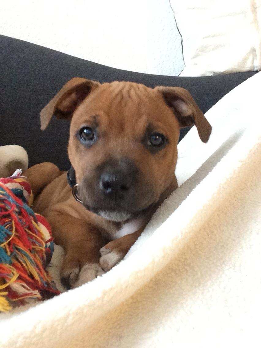 Staffordshire bull terrier Joddricks Devils Dream - Argo billede 10