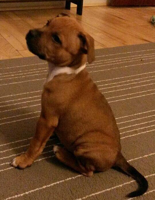 Staffordshire bull terrier Joddricks Devils Dream - Argo billede 8