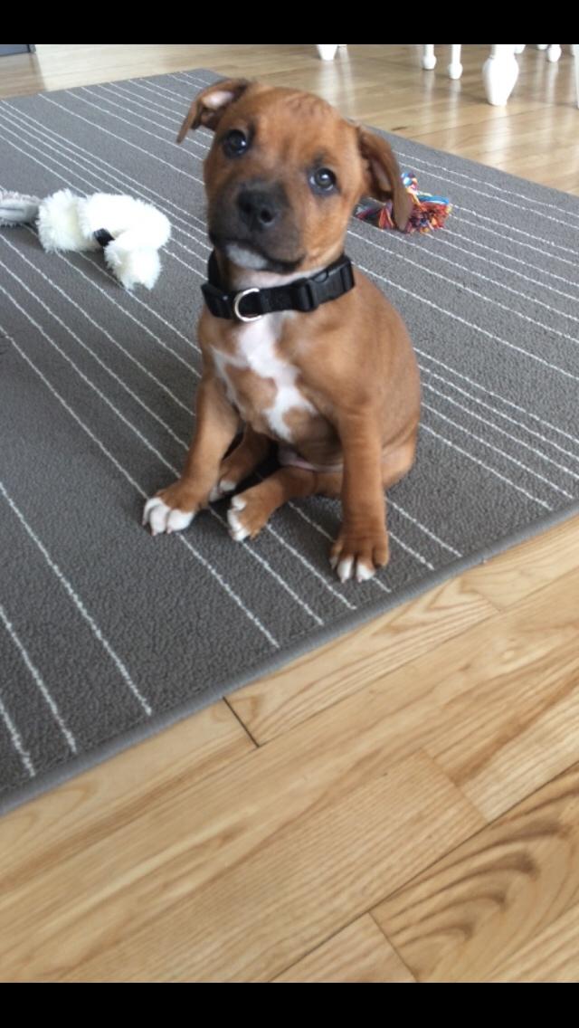 Staffordshire bull terrier Joddricks Devils Dream - Argo billede 12