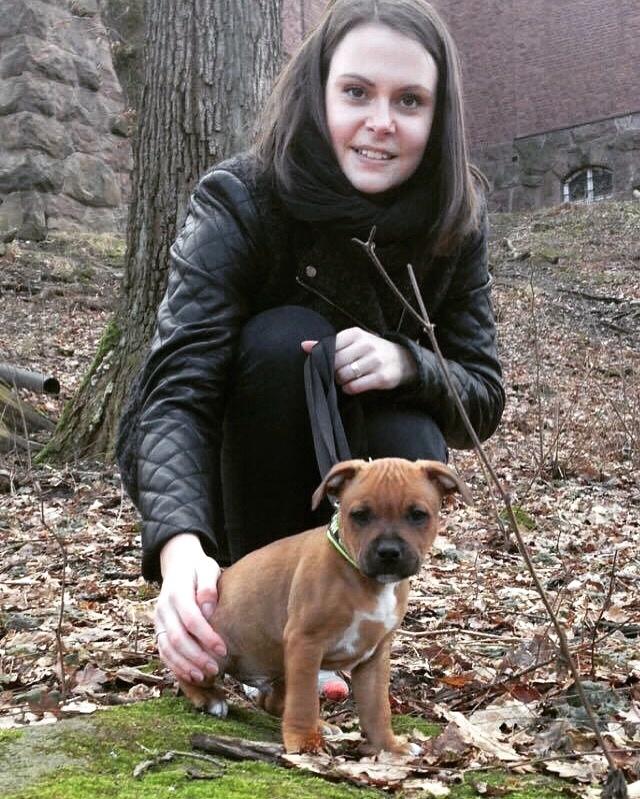 Staffordshire bull terrier Joddricks Devils Dream - Argo - Lige da jeg havde overtaget ham fra opdrætter :) billede 13