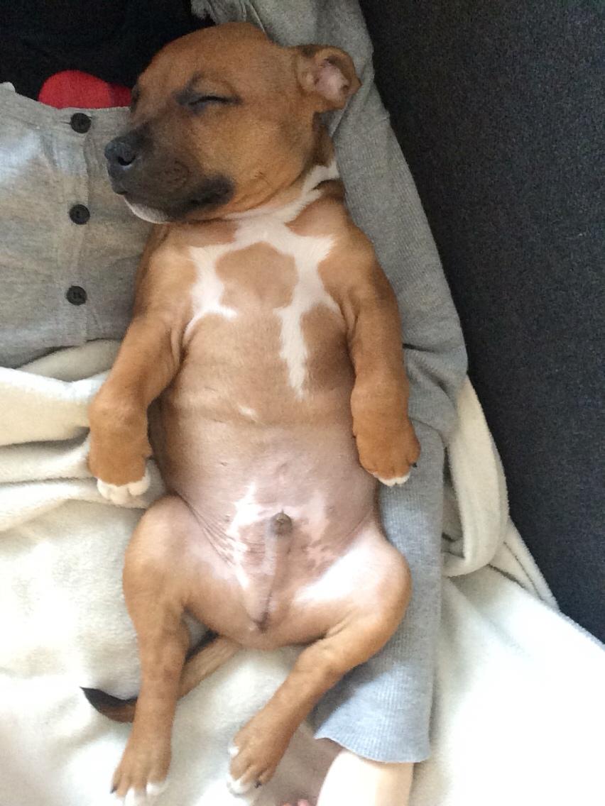 Staffordshire bull terrier Joddricks Devils Dream - Argo - Formiddagslur - 9 uger billede 11