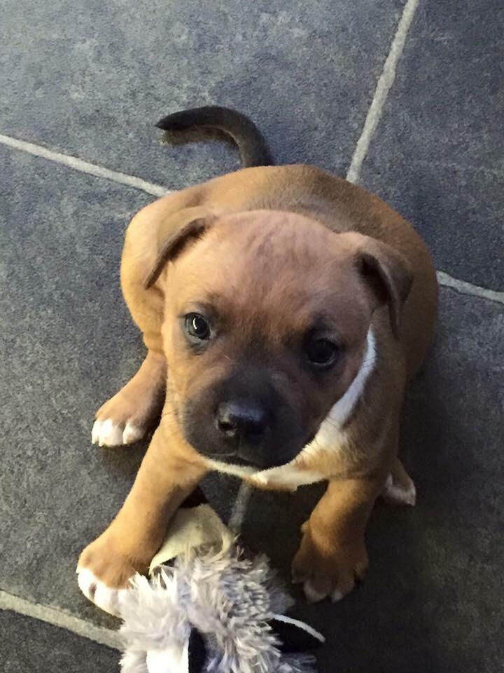 Staffordshire bull terrier Joddricks Devils Dream - Argo - 5 uger billede 14