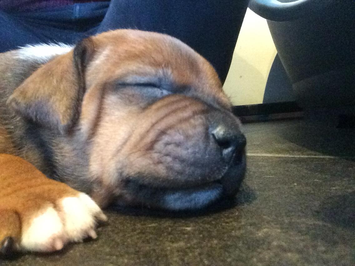 Staffordshire bull terrier Joddricks Devils Dream - Argo - 4 uger billede 15