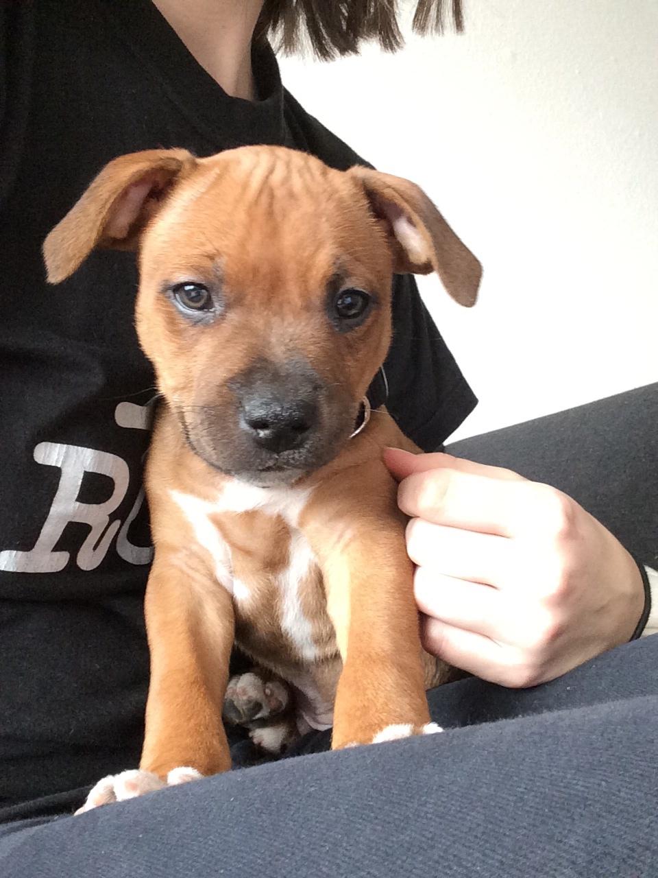 Staffordshire bull terrier Joddricks Devils Dream - Argo billede 7