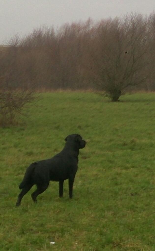 Labrador retriever Lab Kenholm Saint Louis blues (Kaldet Mickey) billede 1