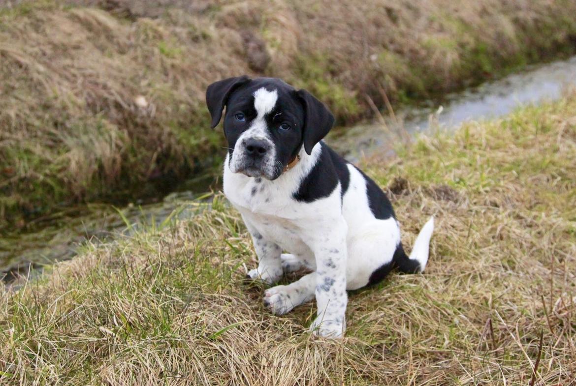 Blanding af racer Maggie billede 1