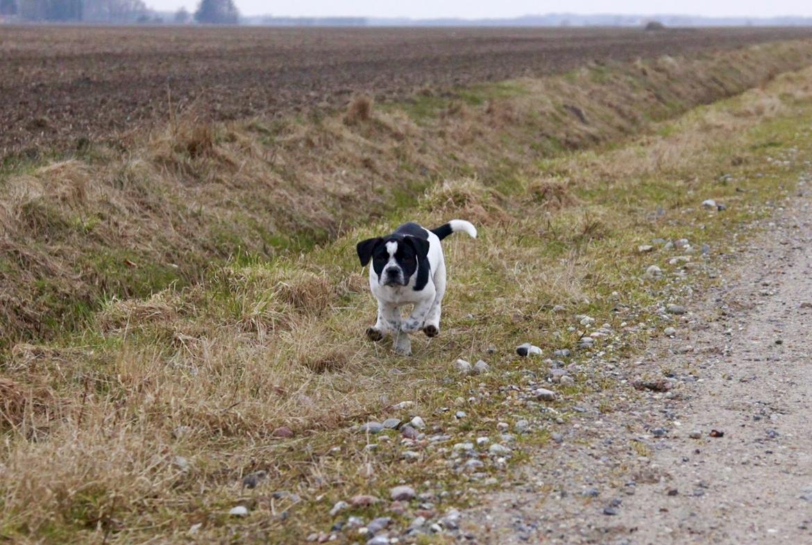 Blanding af racer Maggie billede 2