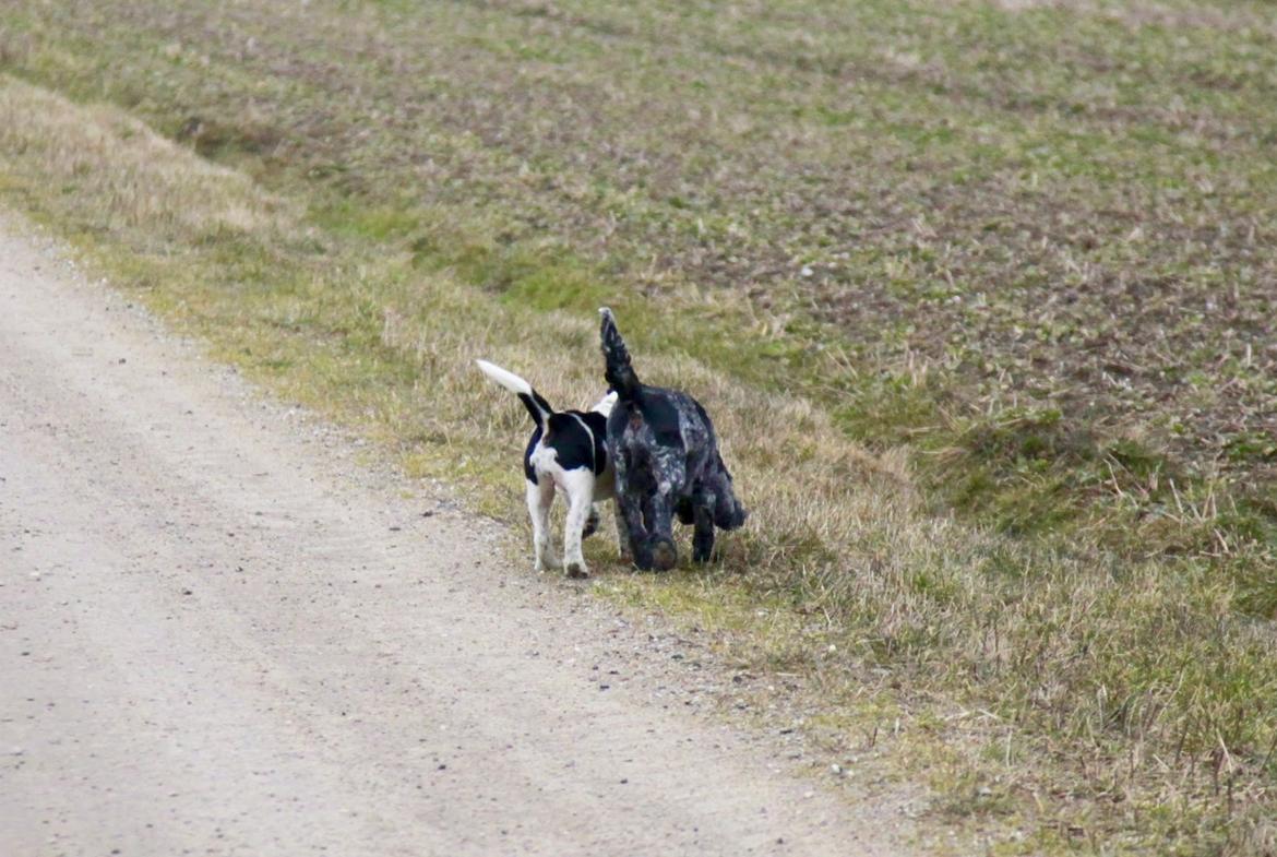 Blanding af racer Maggie billede 3
