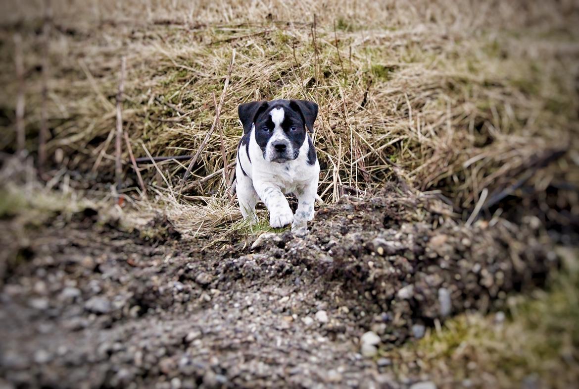 Blanding af racer Maggie billede 4