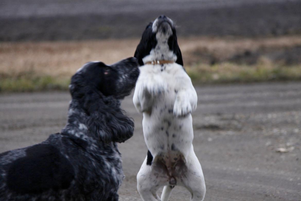 Blanding af racer Maggie billede 5