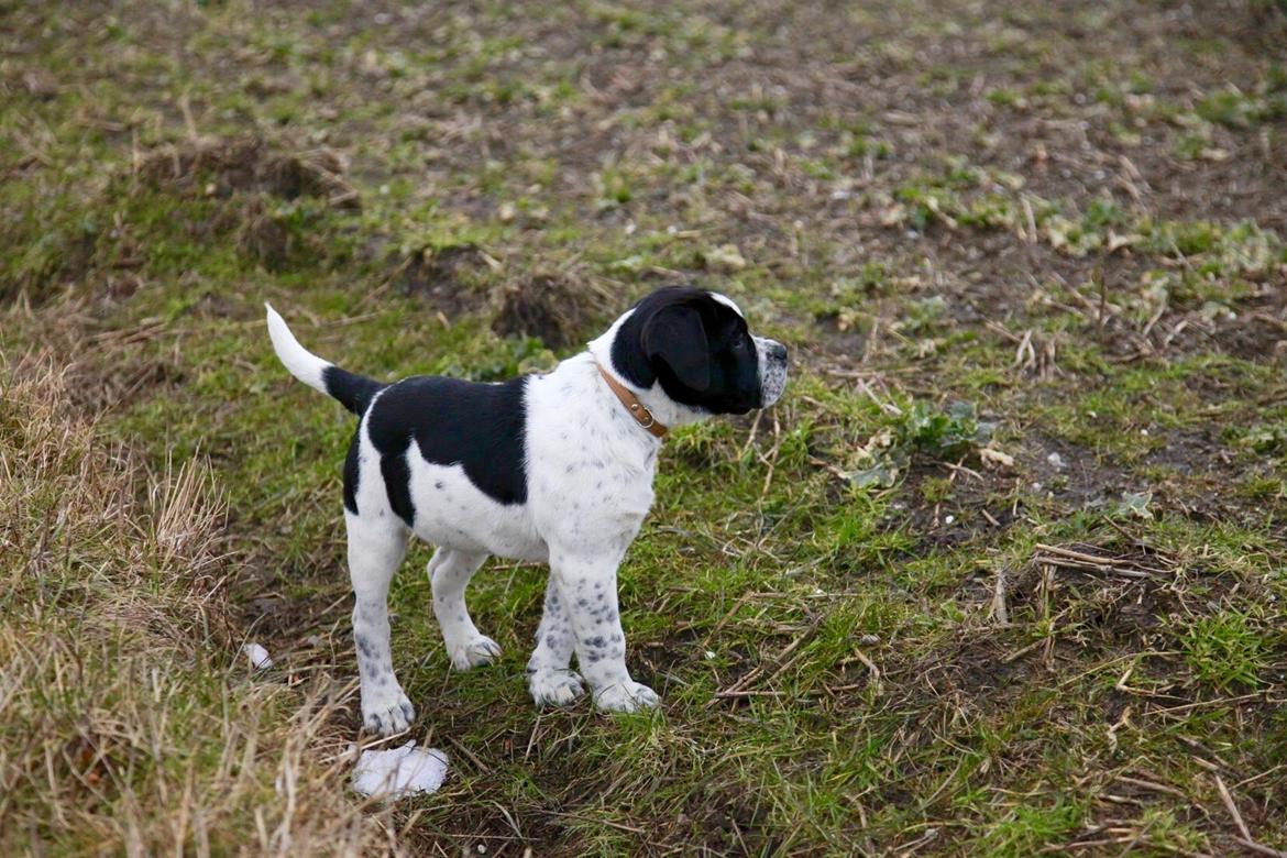 Blanding af racer Maggie billede 6