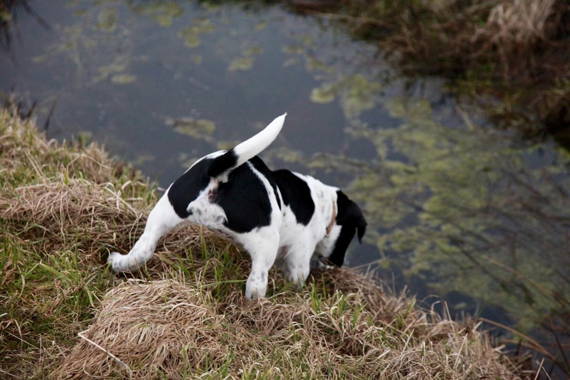 Blanding af racer Maggie billede 7