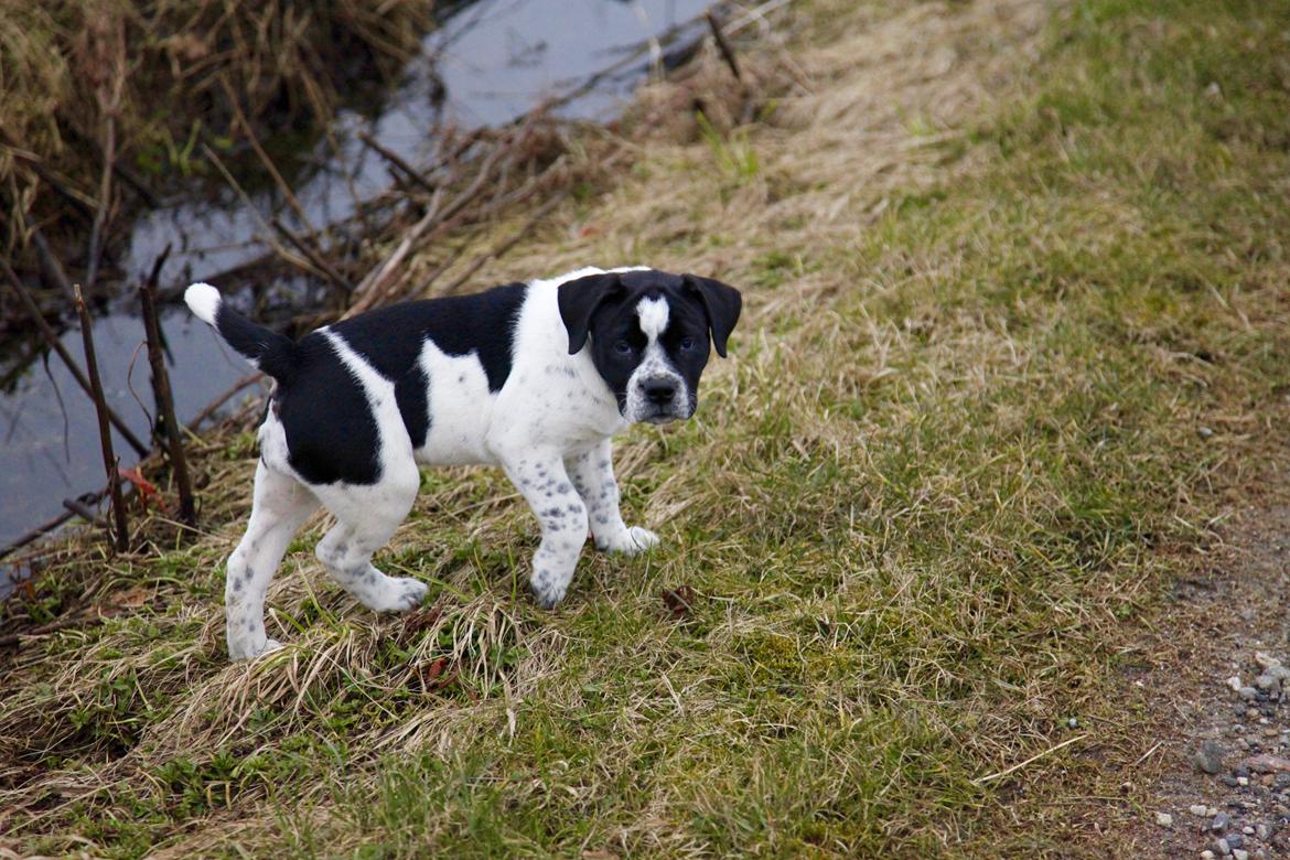Blanding af racer Maggie billede 8