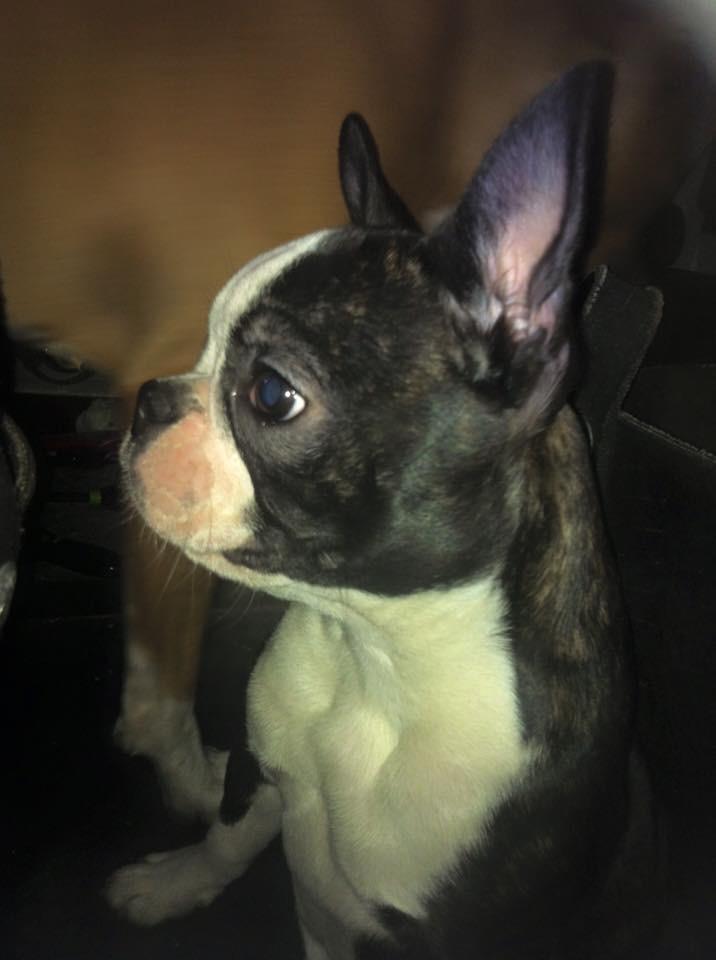 Boston terrier West Lund Diamonds R' Sweet AS Fanta aka Fanta - 06/03-2016. billede 12