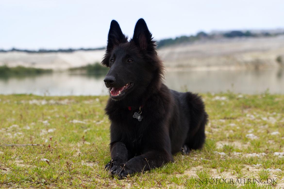 Belgisk hyrdehund Zazzy billede 1