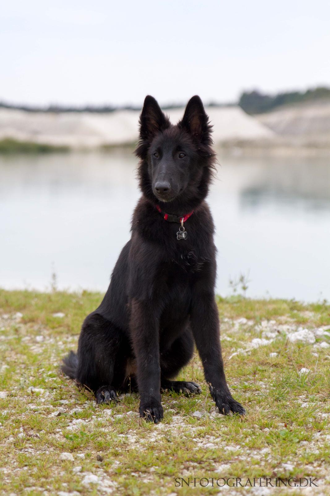 Belgisk hyrdehund Zazzy billede 2