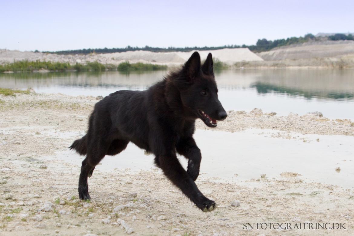 Belgisk hyrdehund Zazzy billede 4