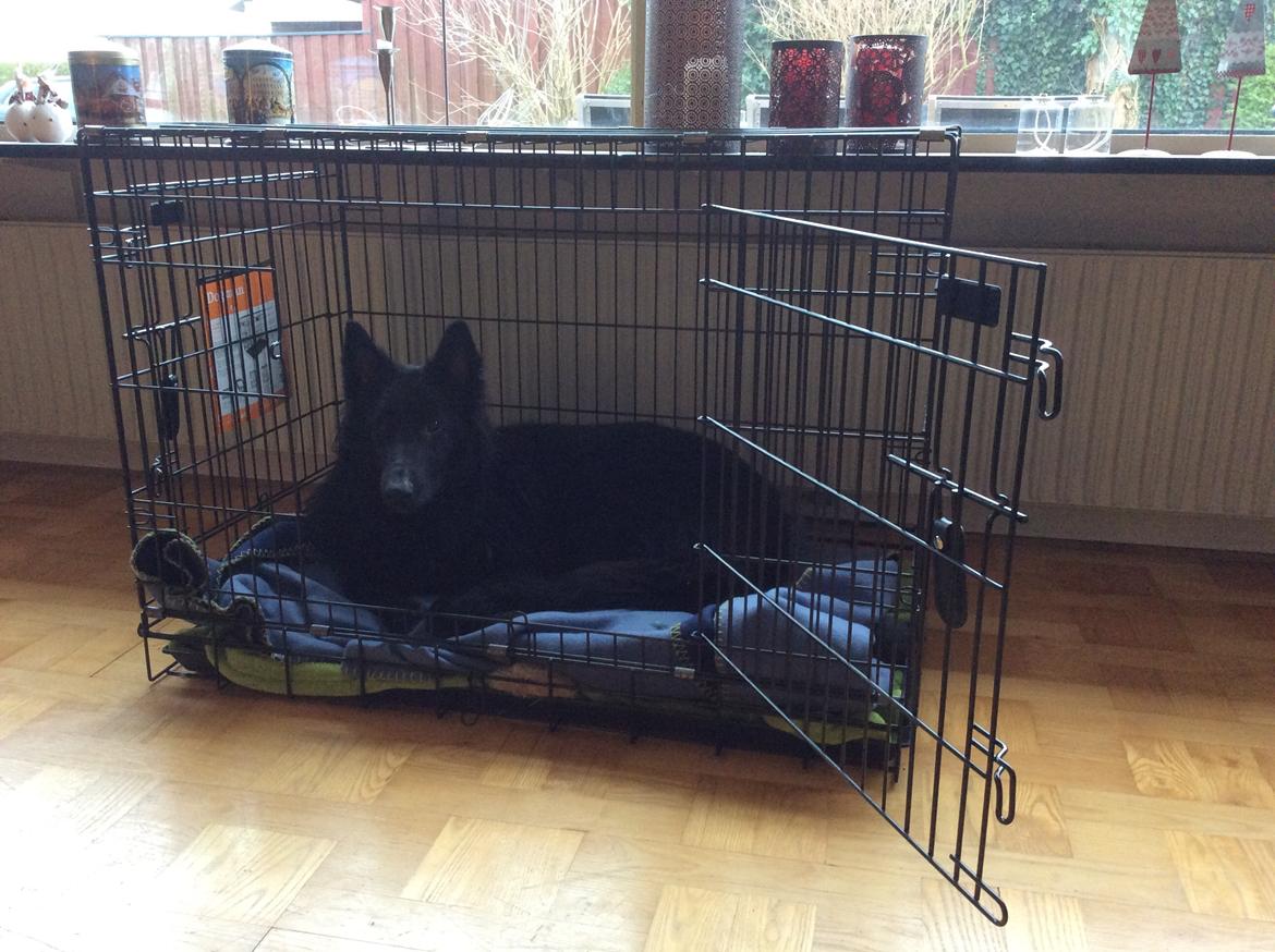 Belgisk hyrdehund Zazzy billede 6