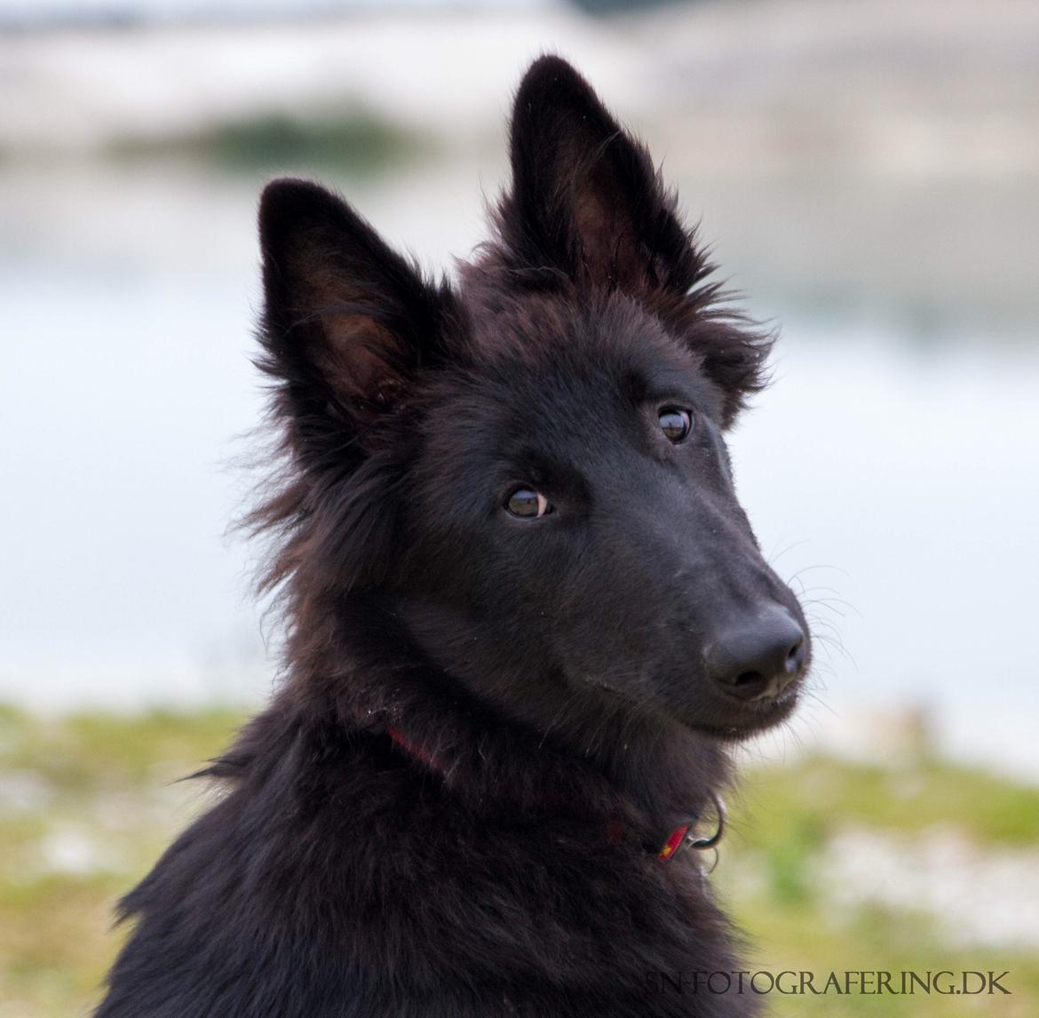 Belgisk hyrdehund Zazzy billede 3