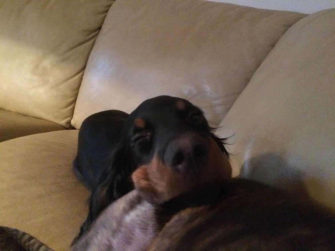 Gordon setter Øens Bellis billede 13