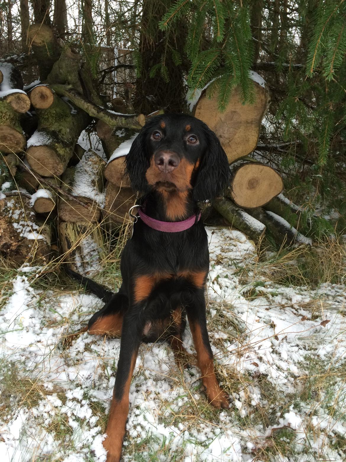 Gordon setter Øens Bellis billede 16