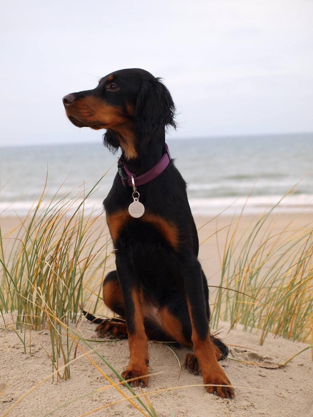 Gordon setter Øens Bellis billede 14