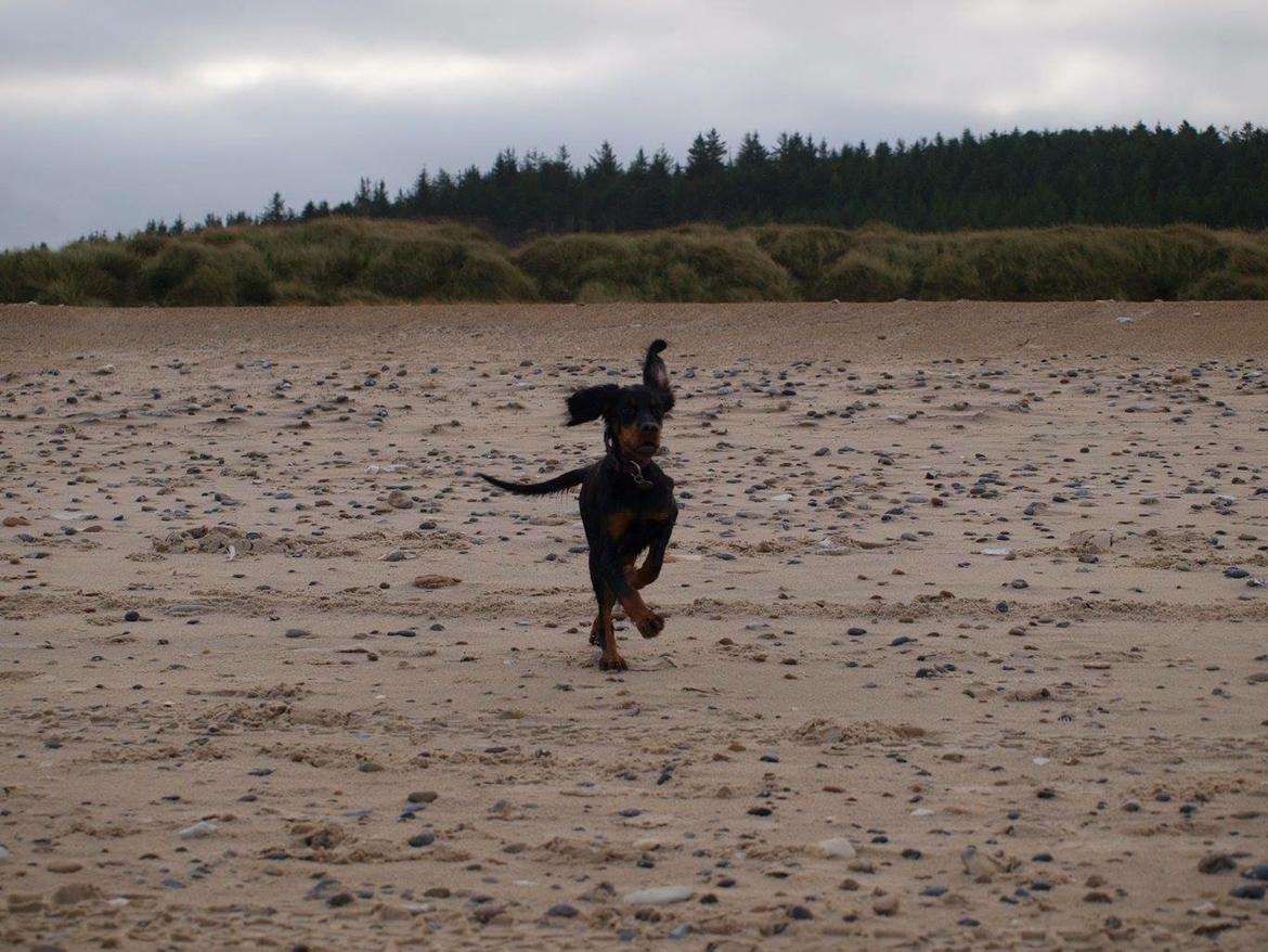 Gordon setter Øens Bellis billede 15