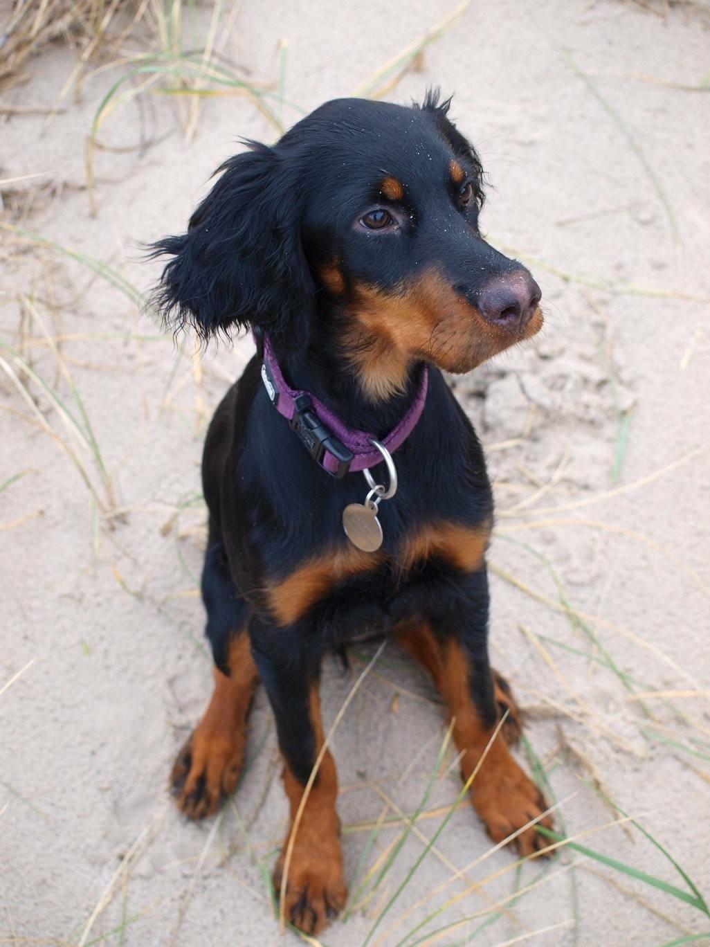 Gordon setter Øens Bellis billede 18
