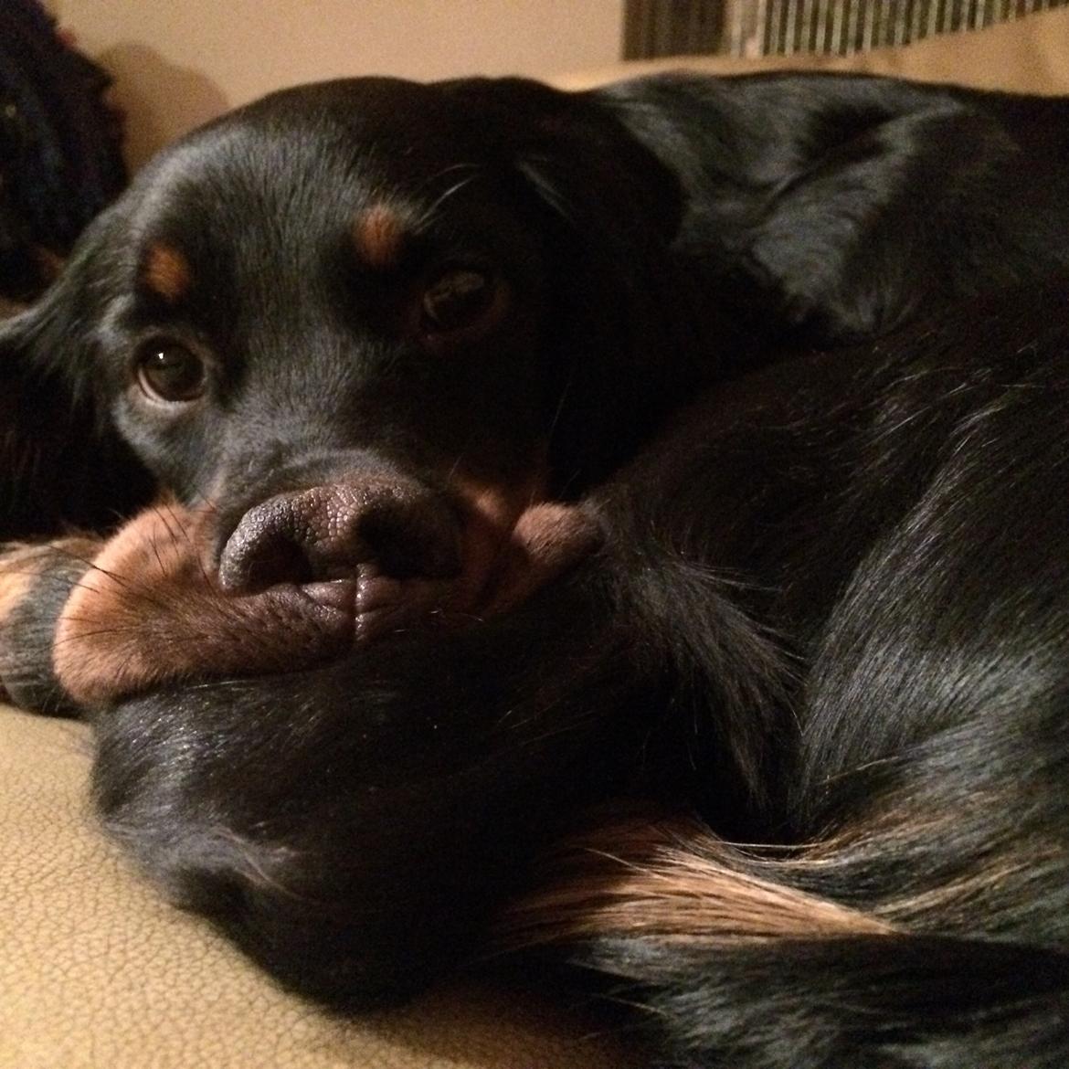 Gordon setter Øens Bellis billede 21