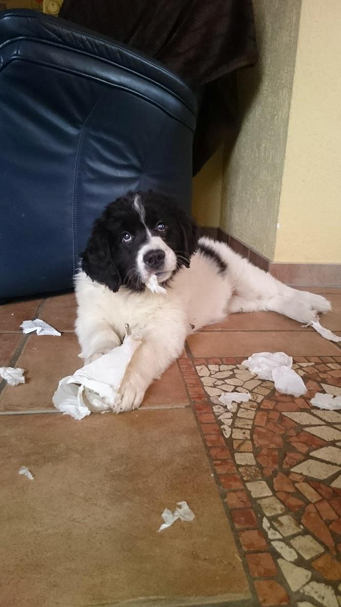 Landseer Deegie - Den dag vi hentede hende, 10 uger gammel :) billede 1