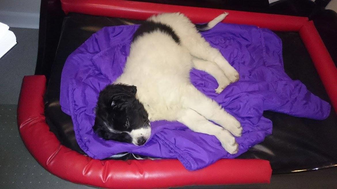 Landseer Deegie - Hårdt at være lille hvalp :) billede 2