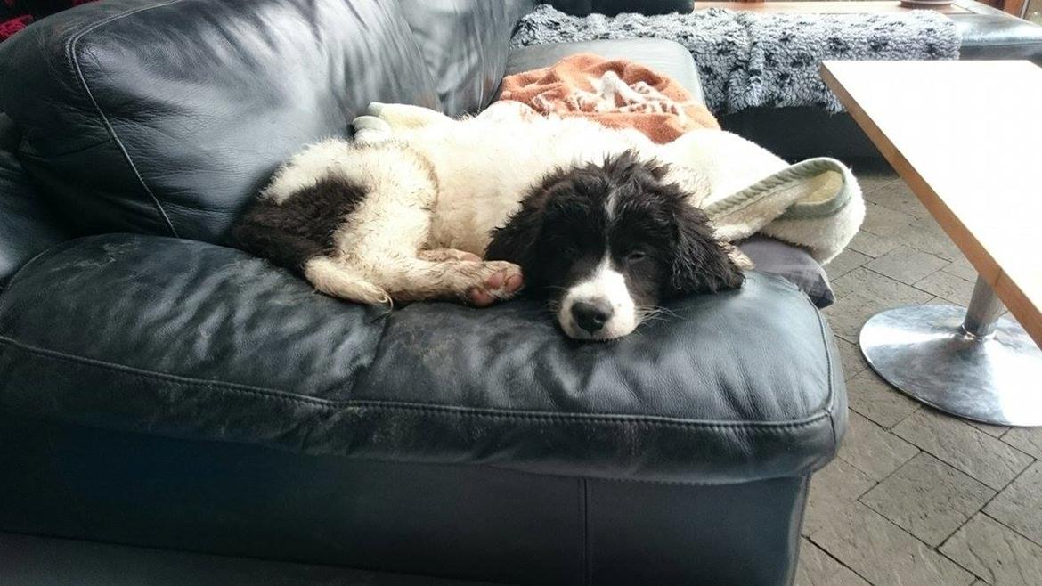 Landseer Deegie - Godt man er så lille at man kan sove alle mulige sjove steder :) billede 3