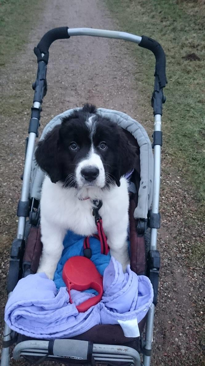 Landseer Deegie - Deegie i gang med det hun er bedst til, at blive fragtet rundt i sin klapvogn :) billede 4