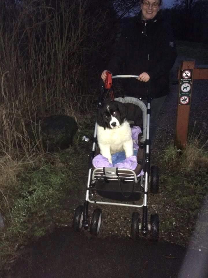 Landseer Deegie - Deegie by night,,, billede 5