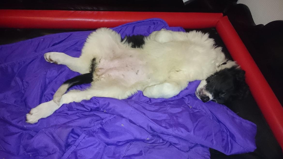 Landseer Deegie - Det er stadigvæk hårdt at være en lille hvalp :) billede 6