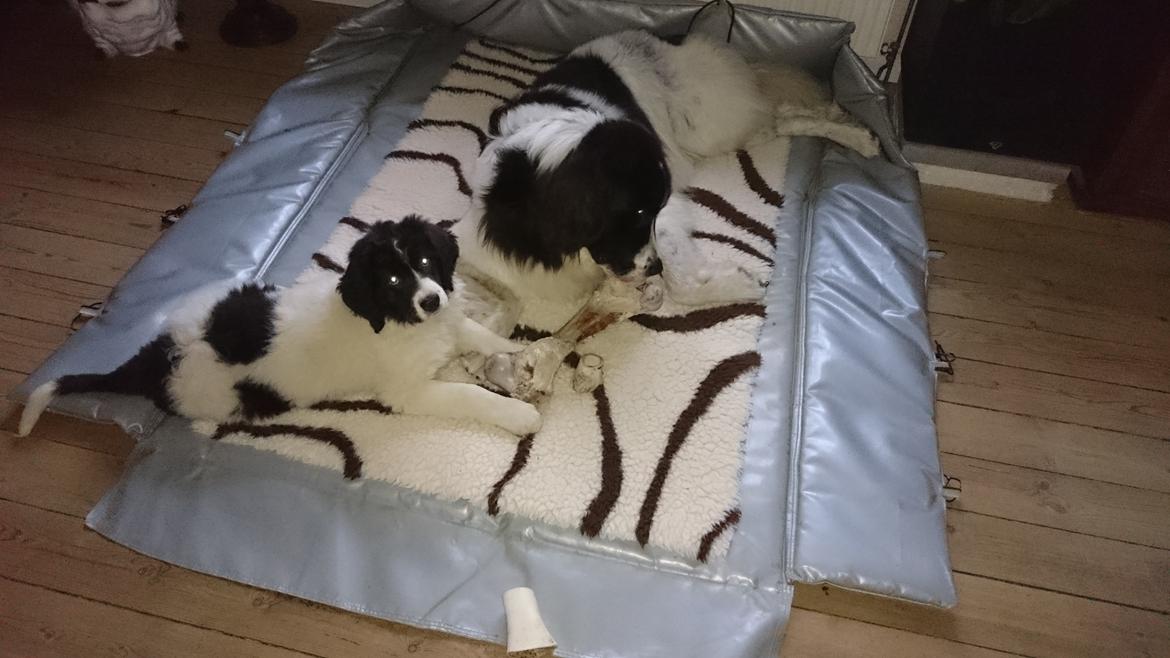 Landseer Deegie - Mig og Iza deler lige en lille knogle :) billede 7