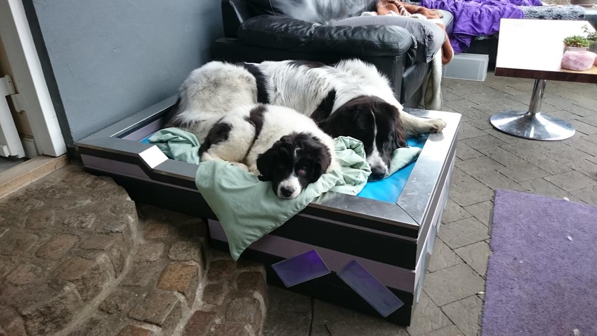 Landseer Deegie - ,,og vi kan begge 2 være i Izas kurv,,lidt endnu ihvertfald :) billede 8