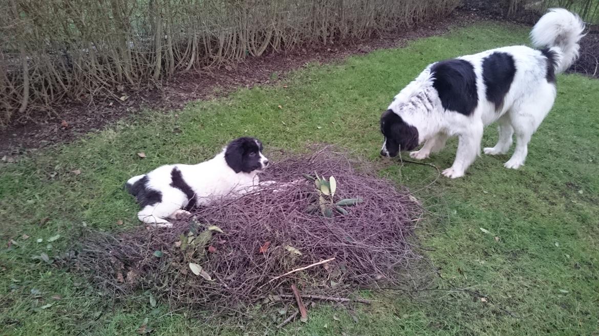 Landseer Deegie - Her hjælper vi mor med havearbejdet :) billede 9