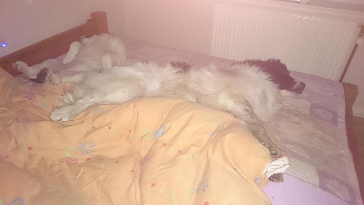 Landseer Deegie - Iza lærer mig hvordan man flyder mest muligt ud. Her er vi igang med at hjælpe med at lave nyt klædeskab i soveværelset :) billede 10