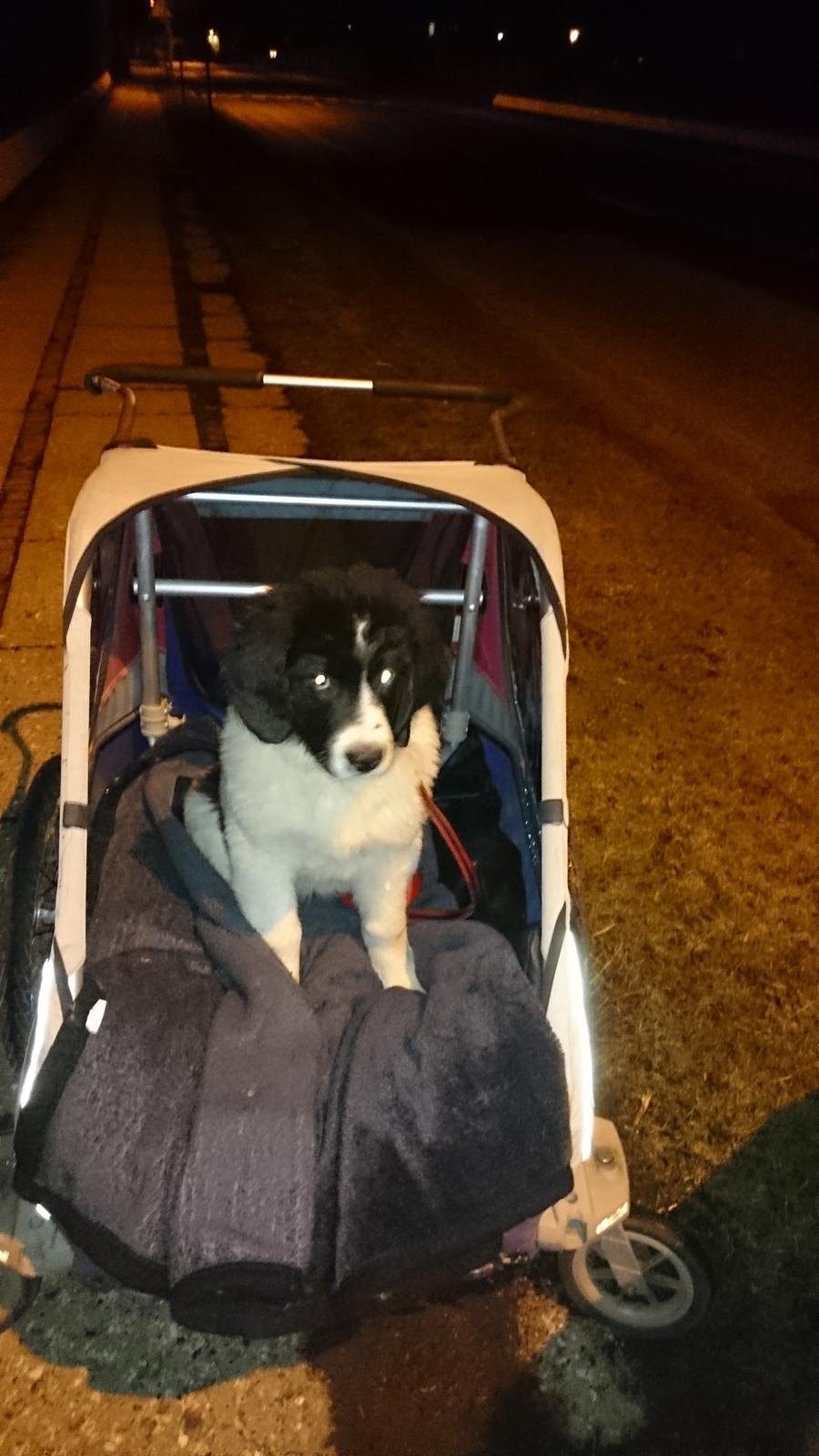 Landseer Deegie - Så fik jeg en ny bil, den anden er jeg allerede vokset ud af ! Men denne kan jeg også selv komme ind og ud af. Og så får jeg en kiks når jeg hopper op i den, så det gør jeg hele tiden :) billede 11