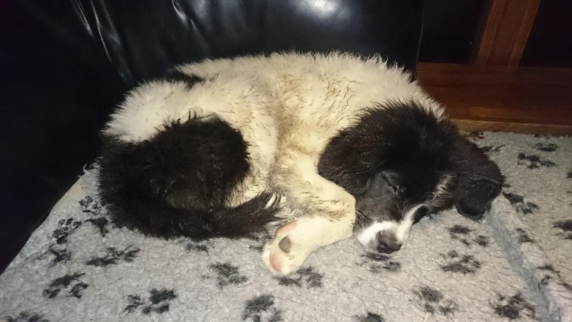 Landseer Deegie - ,,og det er stadig meget hårdt at være hvalp,,, :) billede 12