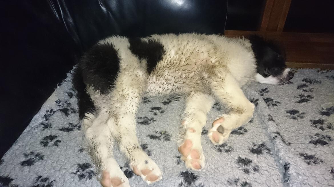 Landseer Deegie - Men vi har mega mange go'e steder at sove den ud efter en gåtur. Og man bliver altså meget træt når man skal styre de lange ben jeg nu har fået :) billede 13