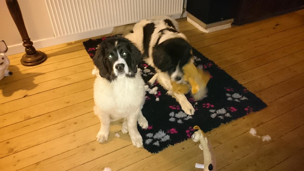 Landseer Deegie - Så stor er jeg allerede blevet . 16 uger og 20kg. :) billede 14