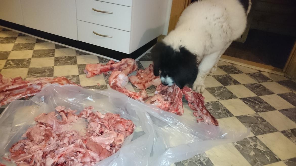 Landseer Deegie - Og det her er nok det sjoveste min nye mor har fundet på endnu,,når vi får en hel sæk knogler hjem som skal pakkes til fryseren, så må vi bare gå og ta af dem indtil hun er færdig,,hold op hvor var jeg mæt til sidst :) billede 15