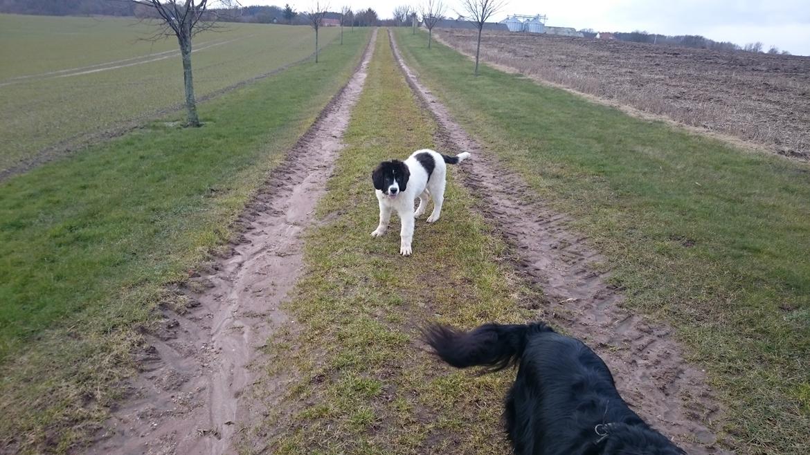 Landseer Deegie billede 16