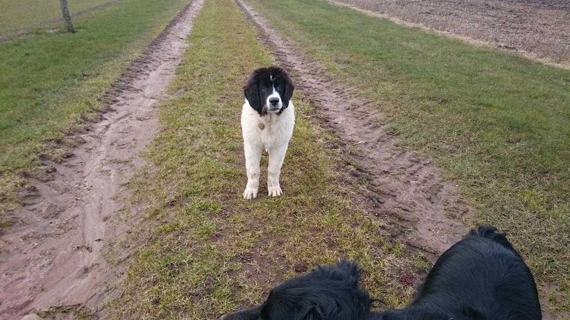 Landseer Deegie billede 17