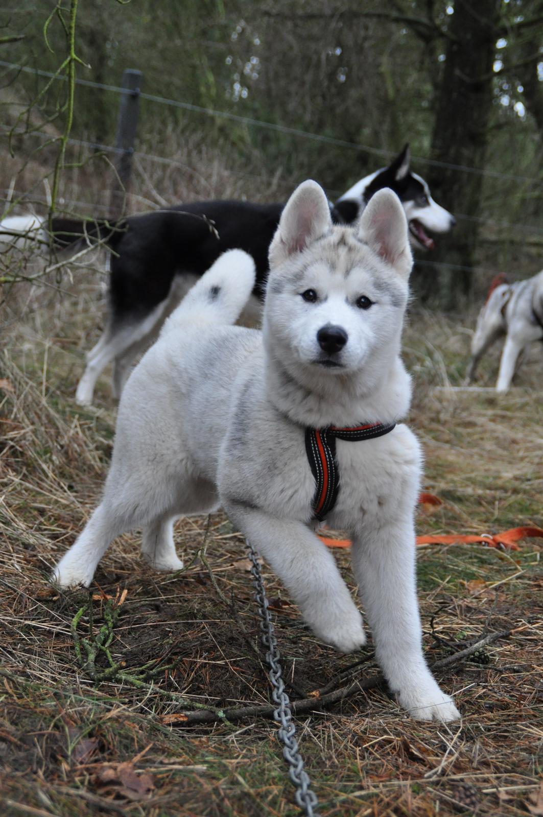 Siberian husky Girl's Talk Star'n Nordica (Penny) billede 6